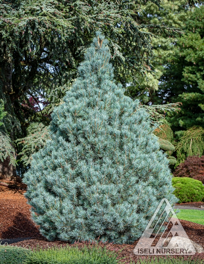 Macedonian Pine - Pinus peuce 'Pacific Blue' from Faller Landscape
