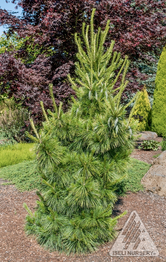 Wiethorst Pine - Pinus x schwerinii 'Wiethorst' from Faller Landscape