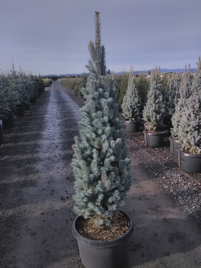 Blue Totem Blue Spruce - Picea pungens 'Blue Totem' from Faller Landscape