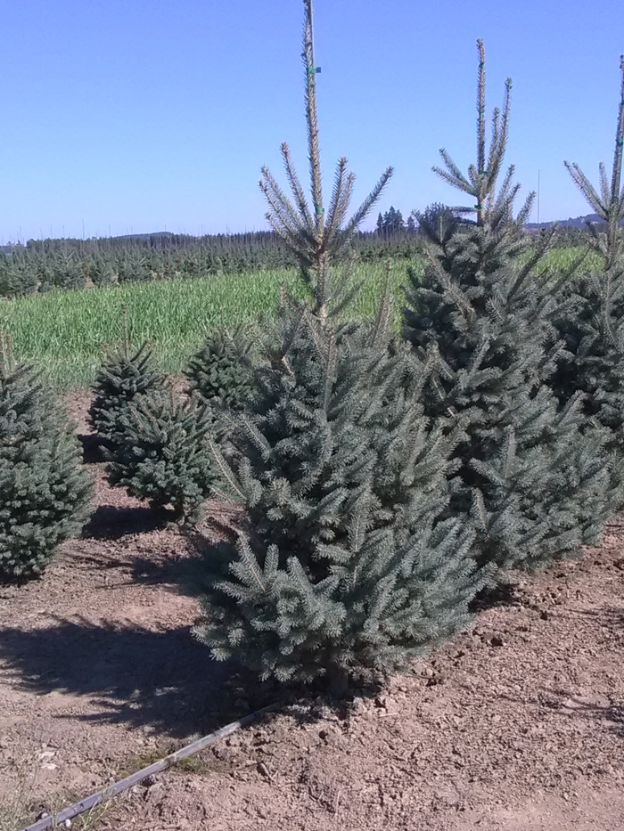 Skinny Blue Genes™ Spruce - Picea glauca var. densata 'Westervelt' from Faller Landscape