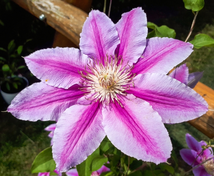 Dr. Ruppel Clematis - Clematis 'Dr. Ruppel' from Faller Landscape