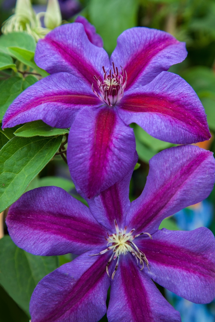 Mrs. N. Thompson Clematis - Clematis 'Mrs. N. Thompson' from Faller Landscape