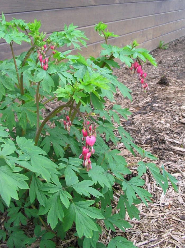 Old Fashioned Bleeding Heart - Dicentra spectabilis from Faller Landscape