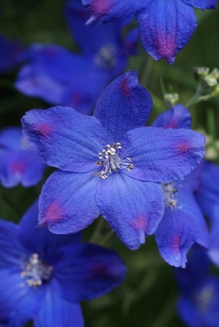 Blue Butterfly Delphinium - Delphinium grandiflorum 'Blue Butterfly' from Faller Landscape