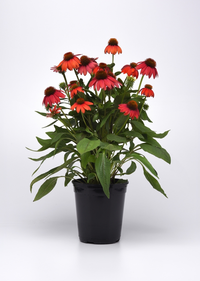 Artisan™ Red Ombre Coneflower - Echinacea 'Artisan™ Red Ombre' from Faller Landscape