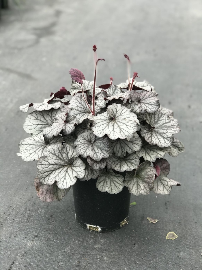 Northern Exposure™ Silver Coral Bells - Heuchera 'Northern Exposure Silver' from Faller Landscape