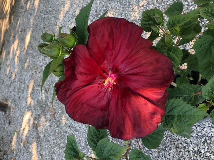 Fireball Hardy Hibiscus - Hibiscus x moscheutos 'Fireball' from Faller Landscape