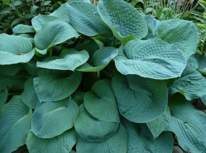 Big Daddy Hosta - Hosta 'Big Daddy' from Faller Landscape