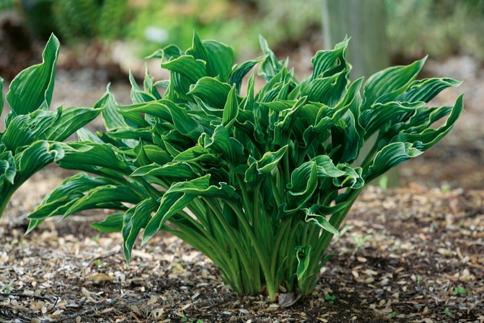 Praying Hands Hosta - Hosta 'Praying Hands' from Faller Landscape