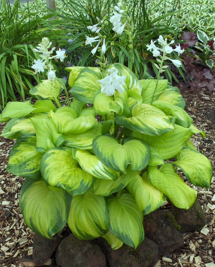 Stained Glass Hosta - Hosta 'Stained Glass' from Faller Landscape