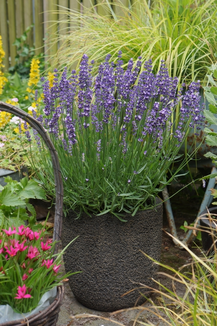 Big Time Blue Lavender - Lavandula angustifolia 'Big Time Blue' from Faller Landscape