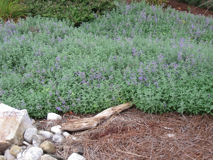 Little Trudy Catmint - Nepeta x 'Little Trudy' from Faller Landscape