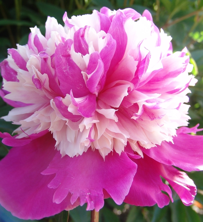 Celebrity Peony - Paeonia 'Celebrity' from Faller Landscape
