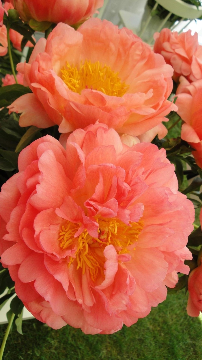 Coral Sunset Peony - Paeonia 'Coral Sunset' from Faller Landscape