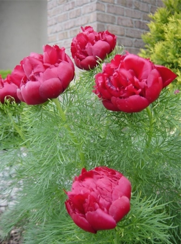 Fern Leaf Peony - Paeonia tenuifolia rubra from Faller Landscape