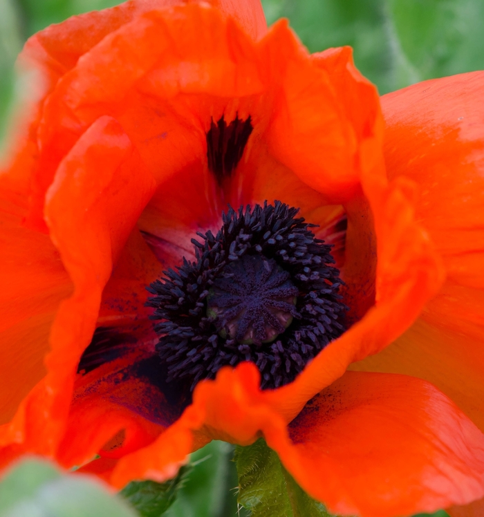 Beauty of Livermore Oriental Poppy - Papaver orientale 'Beauty of Livermore' from Faller Landscape