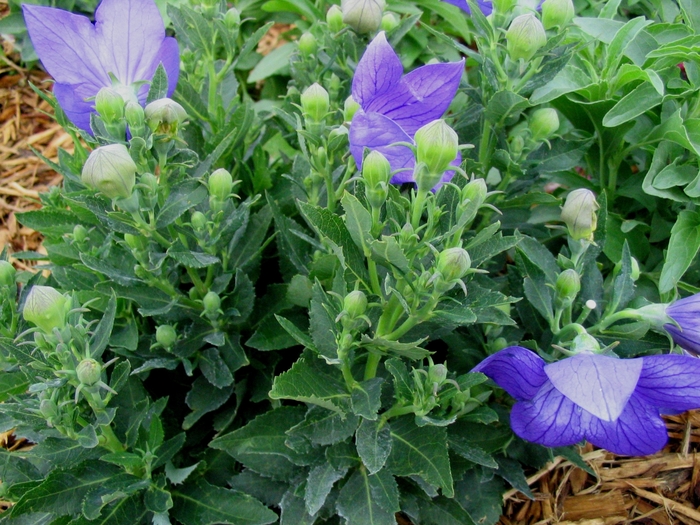 Balloon Flower - Platycodon grandiflorus 'Sentimental Blue' from Faller Landscape