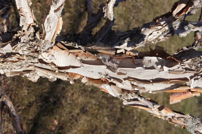 Cinnamon Curls Dwf. Korean Birch - Betula costata 'CinnDak' from Faller Landscape