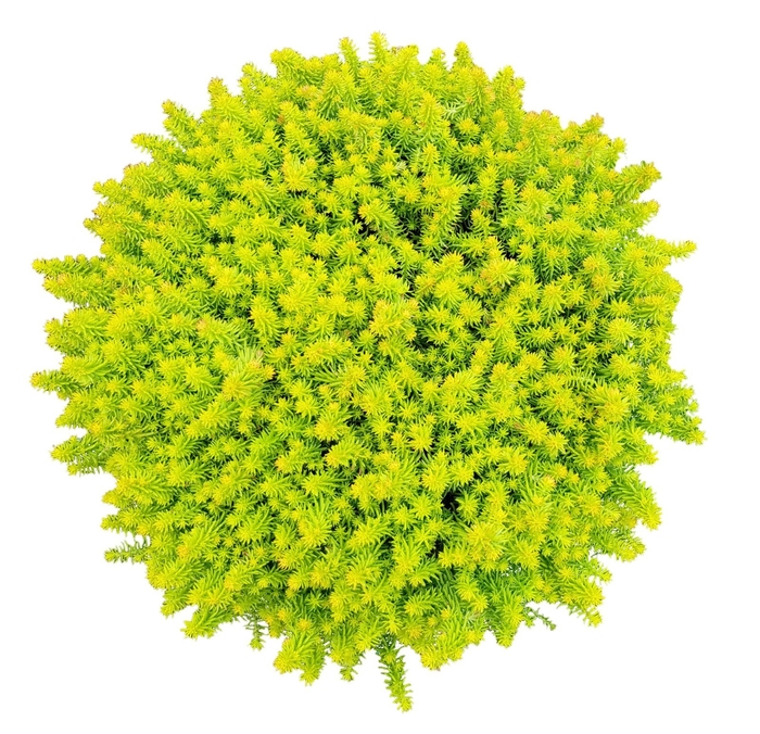 SunSparkler® Tea Cup Sedum - Sedum 'SunSparkler Tea Cup' from Faller Landscape