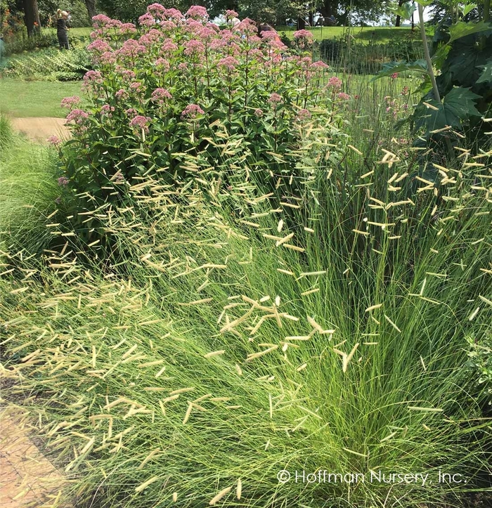 Blonde Ambition Blue Grama - Bouteloua gracilis 'Blonde Ambition' from Faller Landscape