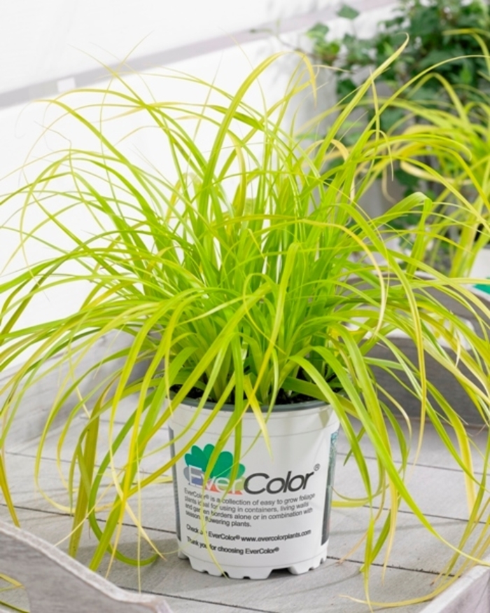 Everillo Carex - Carex oshimensis 'Evercolor® Everillo' from Faller Landscape