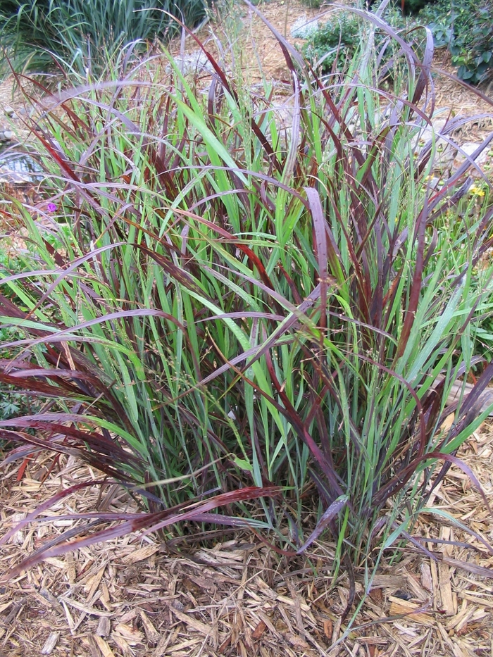 Shenandoah Switch Grass - Panicum virgatum 'Shenandoah' from Faller Landscape
