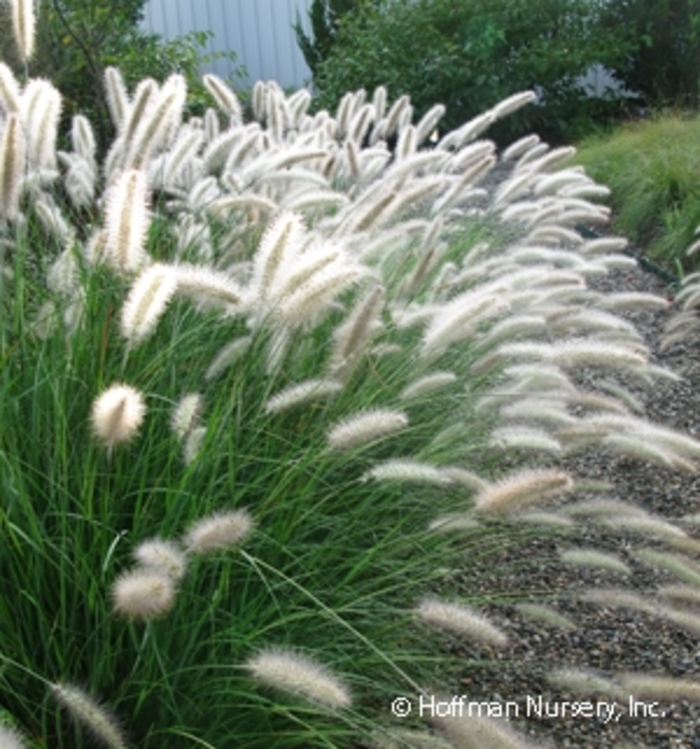 Cassian Dwarf Fountain Grass - Pennisetum alopecuroides 'Cassian' from Faller Landscape