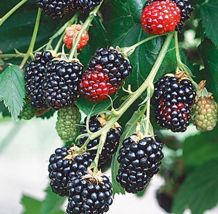 Darrow Blackberry - Rubus 'Darrow' from Faller Landscape