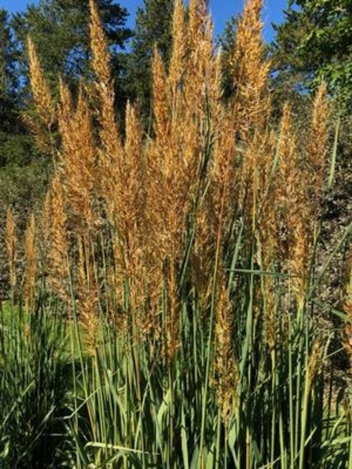 Golden Sunset™ Indian Grass - Sorghastrum nutans 'MNYG318153' from Faller Landscape