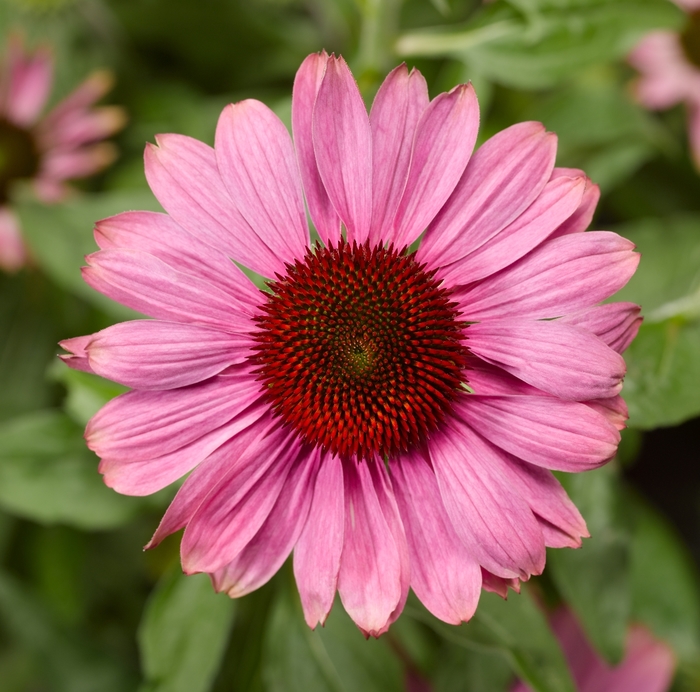 Prairie Splendor™ Compact Dark Rose Coneflower - Echinacea purpurea 'Praire Splendor™ Compact Dark Rose' from Faller Landscape