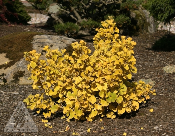 Mariken Gold Ginkgo - Ginkgo biloba 'Mariken' from Faller Landscape