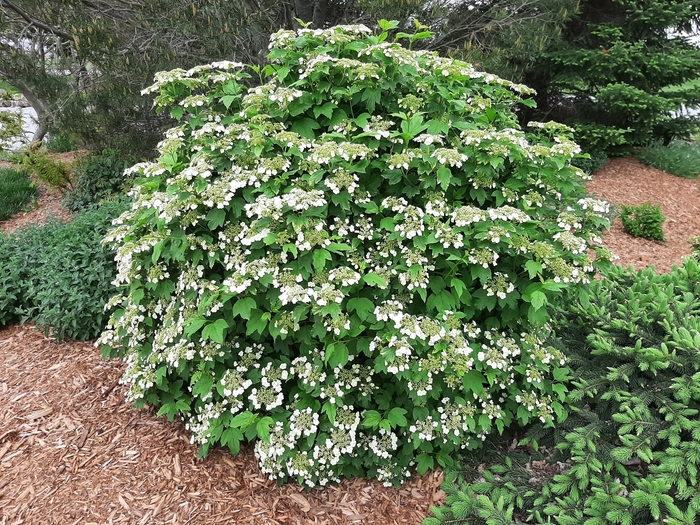 Chiquita Viburnum - Viburnum sargentii 'Chiquita' from Faller Landscape