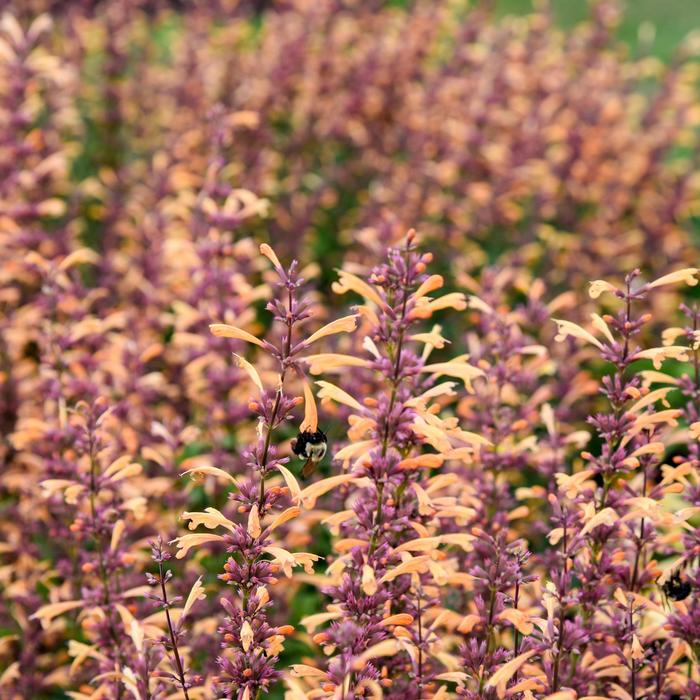 Meant to Bee™ 'Queen Nectarine' - Agastache (Hummingbird Mint) from Faller Landscape