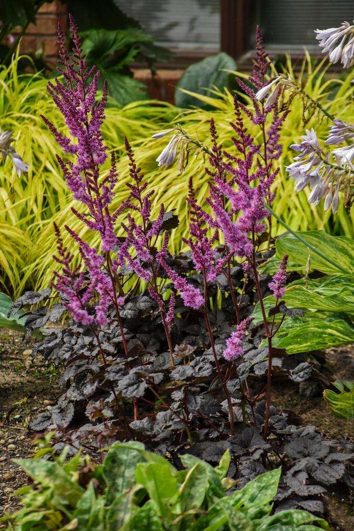 False Spirea 'Dark Side of the Moon' - Astilbe hybrid from Faller Landscape