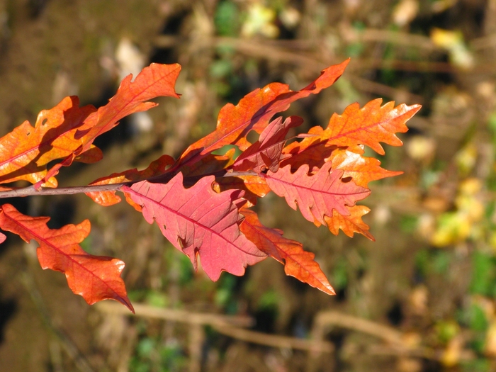 Streetspire® Oak - Quercus robur x alba 'JFS-KW1QX' from Faller Landscape