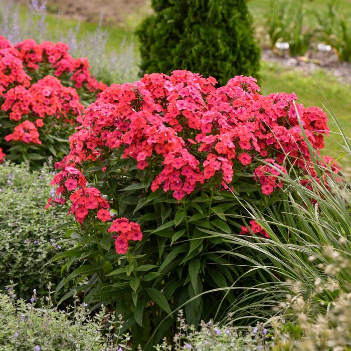 Luminary™ 'Sunset Coral' - Phlox paniculata (Garden Phlox) from Faller Landscape