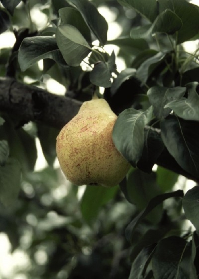 Luscious pear - Pyrus Luscious from Faller Landscape