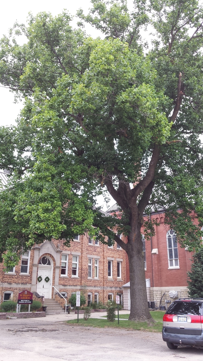 Emerald City Tulip Tree Faller Landscape