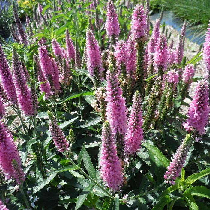 Skyward™ Pink Veronica - Veronica longifolia 'Skyward Pink' from Faller Landscape