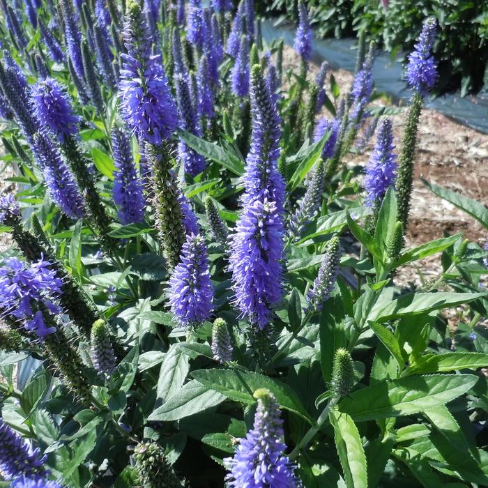 Skyward™ Blue Veronica - Veronica longifolia 'Skyward Blue' from Faller Landscape