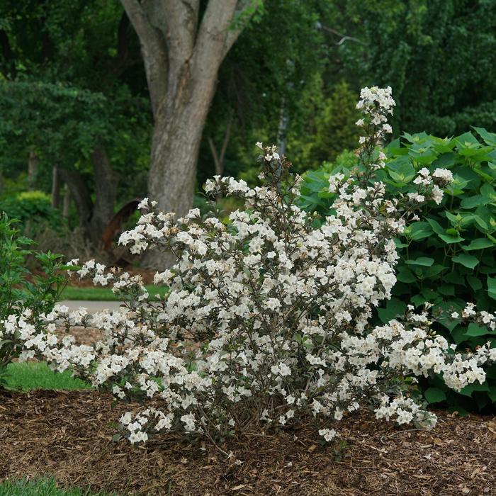 Wine and Spirits® - Weigela florida from Faller Landscape