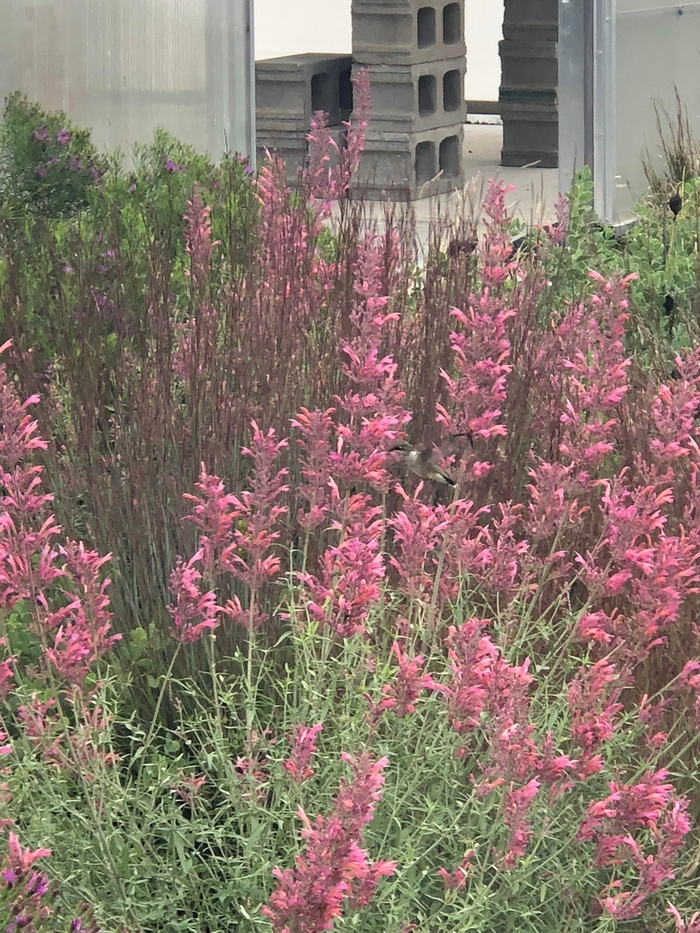 Joyful Agastache - Agastache x rupestris 'Joyful' from Faller Landscape