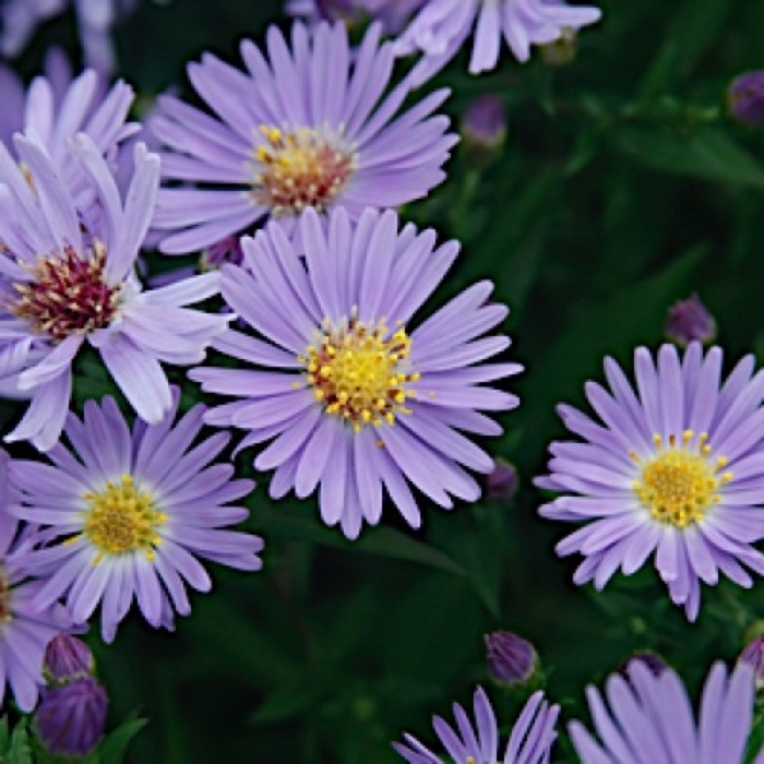 Wood's Blue Aster - Aster dumosus 'Wood's Blue' from Faller Landscape