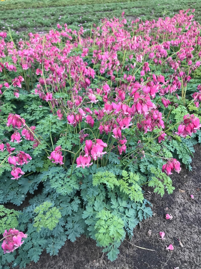 Dwf. Fern-Leaf Bleeding Heart - Dicentra formosa 'Luxuriant' from Faller Landscape