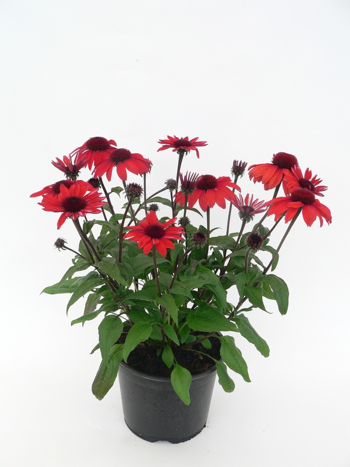 Panama Red Coneflower - Echinacea 'Panama Red' from Faller Landscape