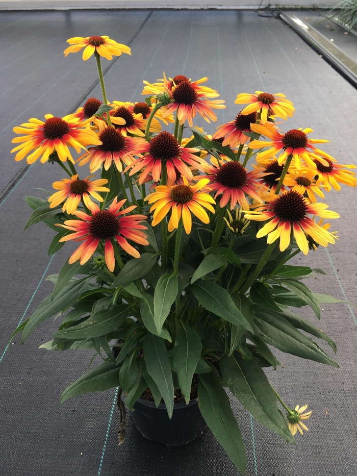 Sunseekers Tequila Sunrise Coneflower - Echinacea 'Sunseekers Tequila Sunrise' from Faller Landscape