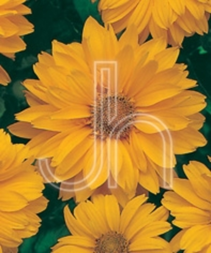 Venus False Sunflower - Heliopsis helianthoides 'Venus' from Faller Landscape
