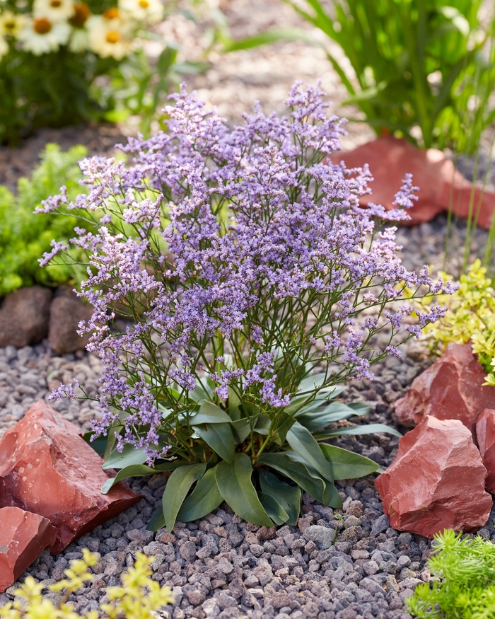 Dazzle Rocks Statice - Limonium gmellinii 'Dazzle Rocks' from Faller Landscape