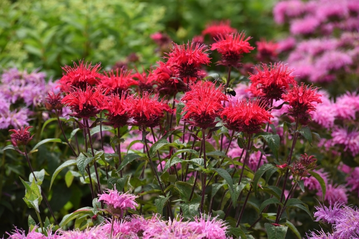 Bee-You® Bee Happy™ Monarda - Monarda 'Bee Happy' from Faller Landscape