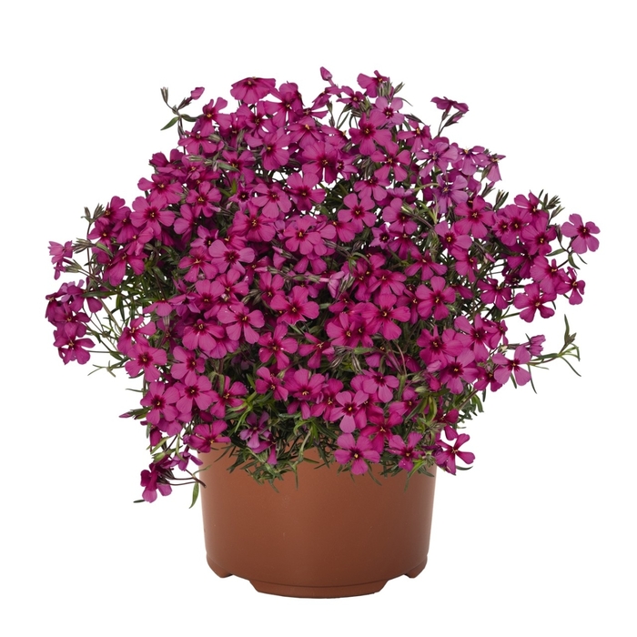 Spring® Scarlet Creeping Phlox - Phlox subulata 'Spring Scarlet' from Faller Landscape